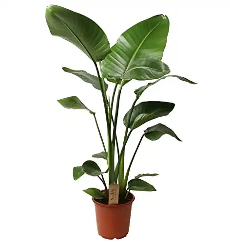 Strelitzia Nicolai Zimmerpflanze mit 90-110 cm Höhe