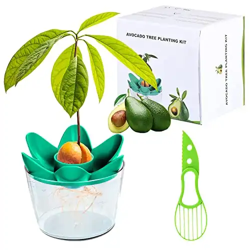 Avocado Pflanzen Geschenkset - Mit Schüssel