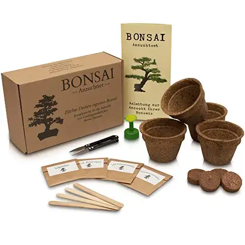 Bonsai Anzuchtset mit 4 Samensorten