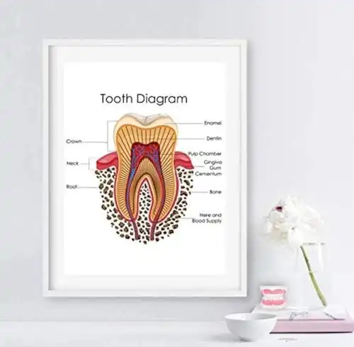 Zahnklinik Wandkunst Poster Medizinische Ausbildung 40x60 cm