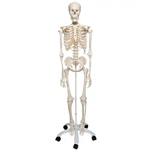 Lebensgroßes Skelett mit kostenloser Anatomie App