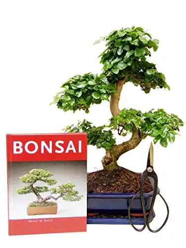 Anfänger Bonsai Liguster (ca. 30-35cm, 4 teiliges Set)