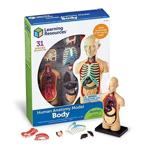 Anatomiemodell - Der menschliche Körper