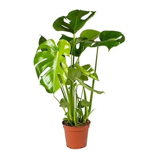 Monstera Deliciosa - Lochpflanze - Zimmerpflanzen groß - Luftreinigend - Pflegeleichte Zimmerpflanzen - Große Pflanze – ⌀17 cm - 50-60 cm